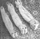 ������Ű�������ʮ������Ƶļ���˿